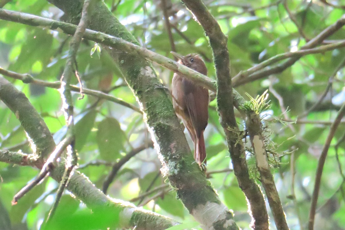 Plain-winged Woodcreeper - ML623009105