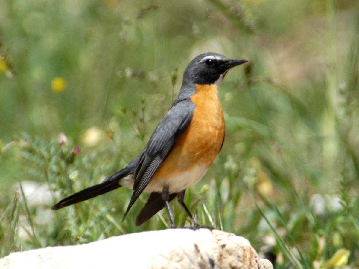 אירניה - ML623009119