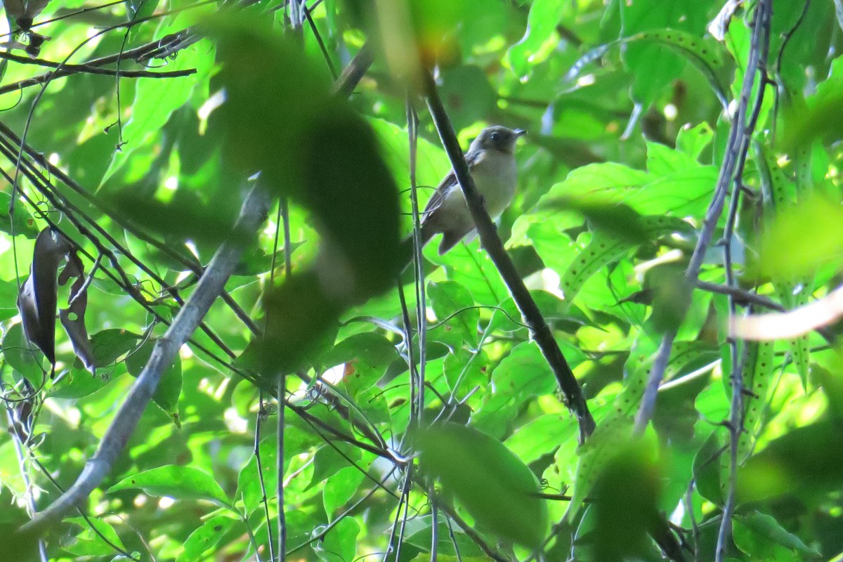 Whiskered Flycatcher - ML623009139