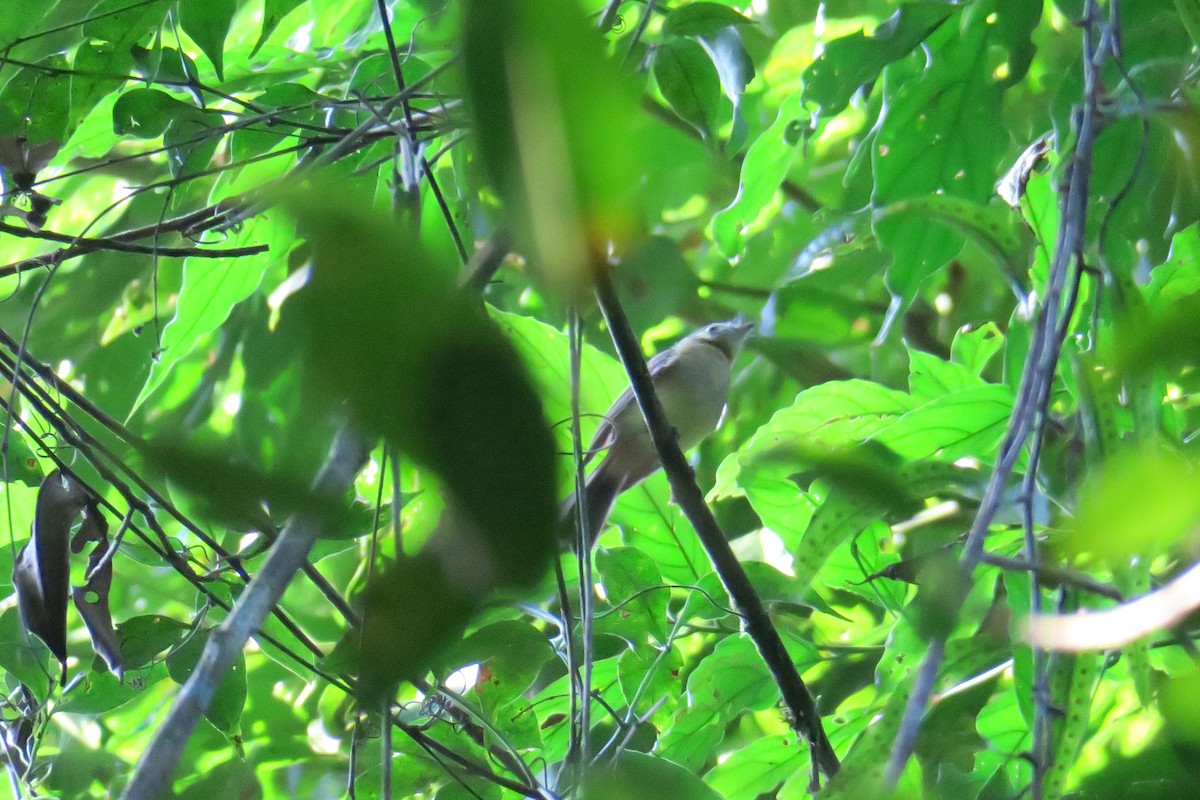 Whiskered Flycatcher - ML623009140