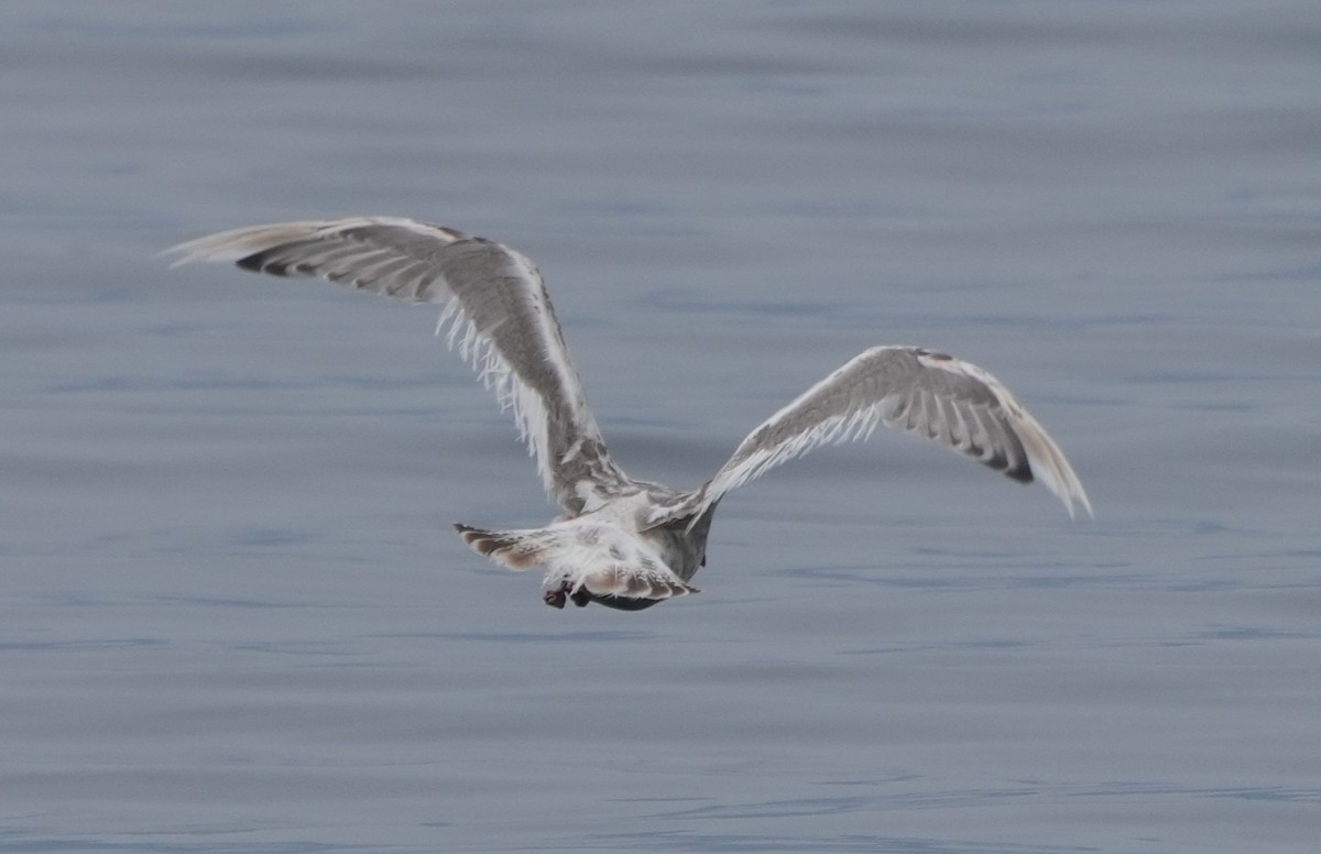 Herring Gull (American) - ML623009151