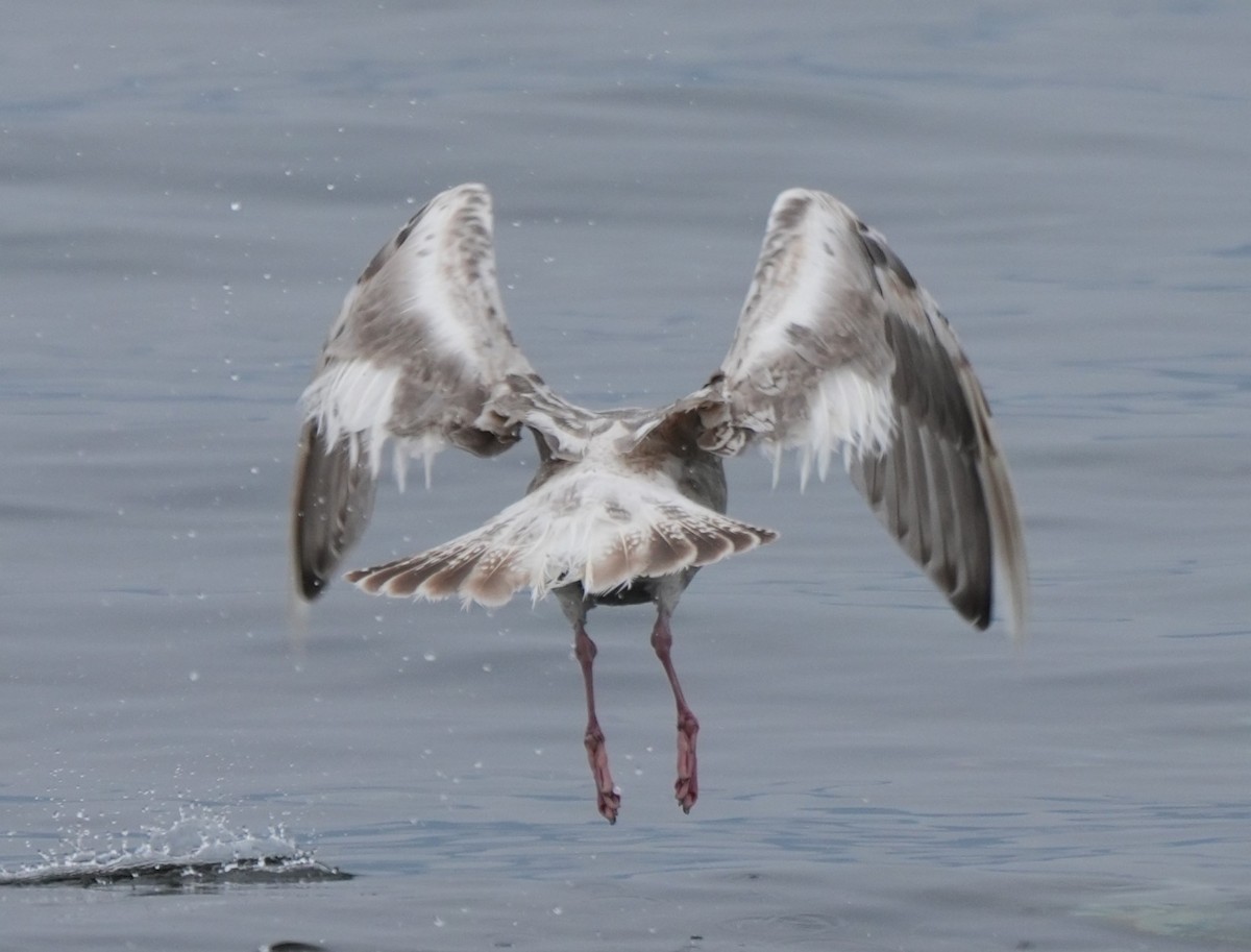 Herring Gull (American) - ML623009152