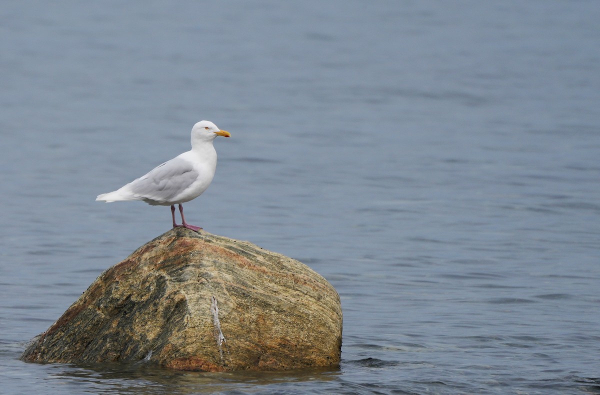 Glaucous Gull - Alexandre Anctil