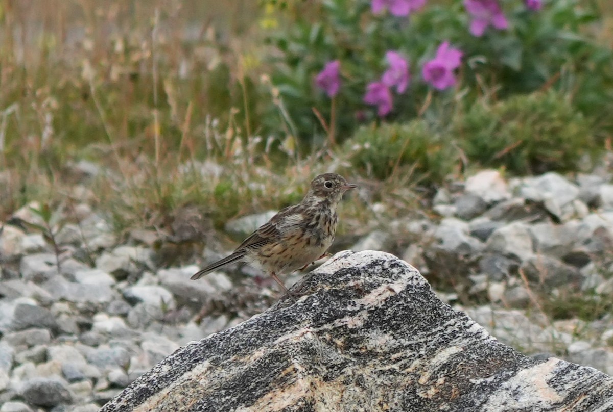 American Pipit - ML623009167