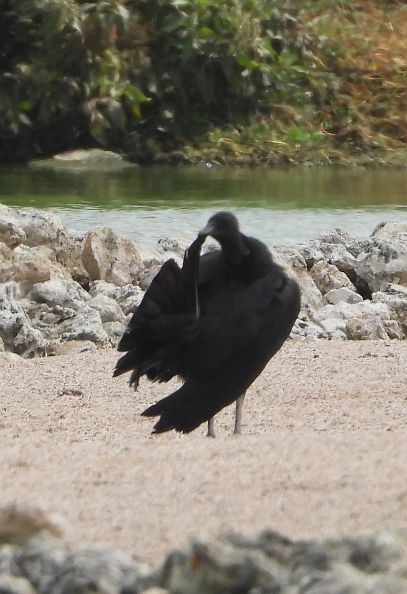 Black Vulture - ML623009170