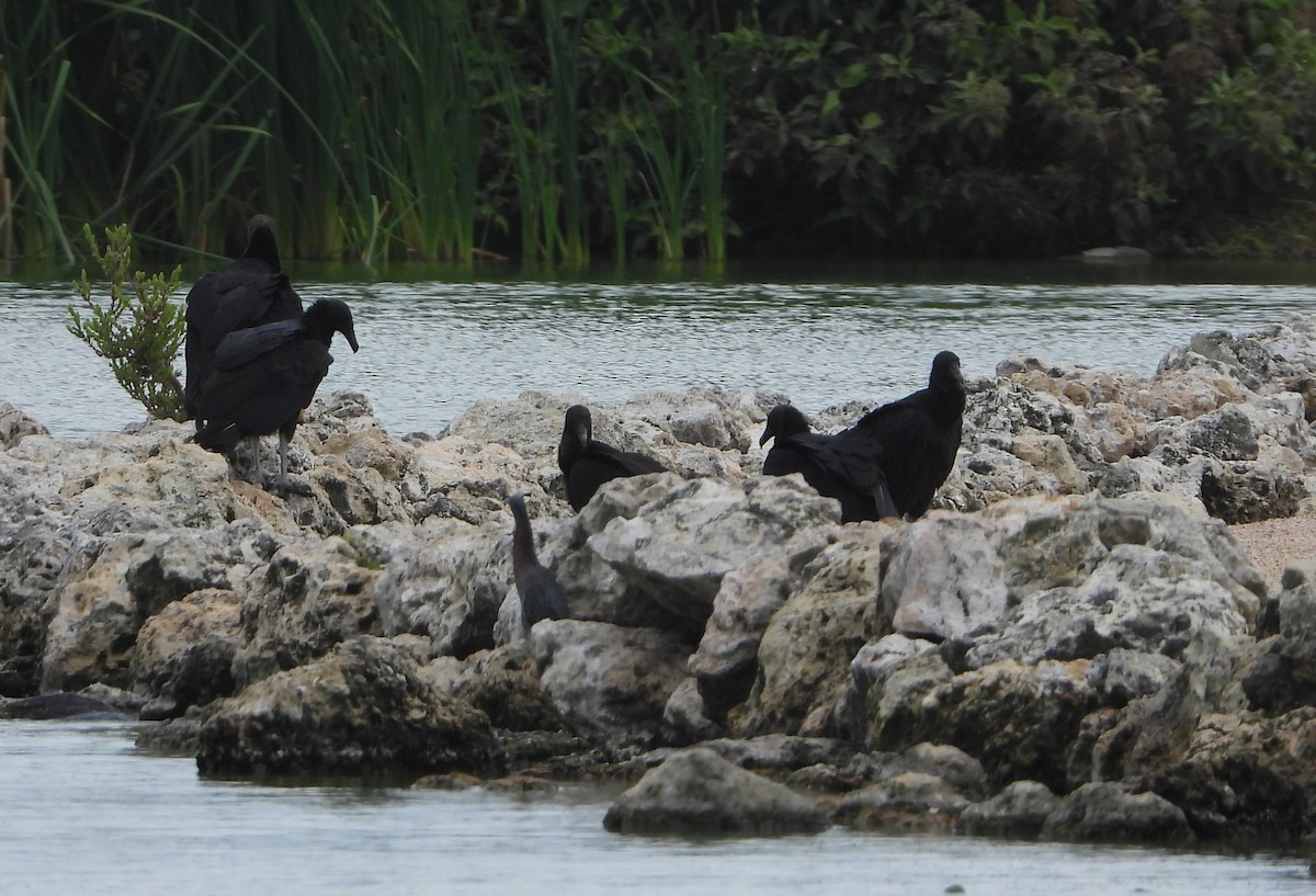 Black Vulture - ML623009173