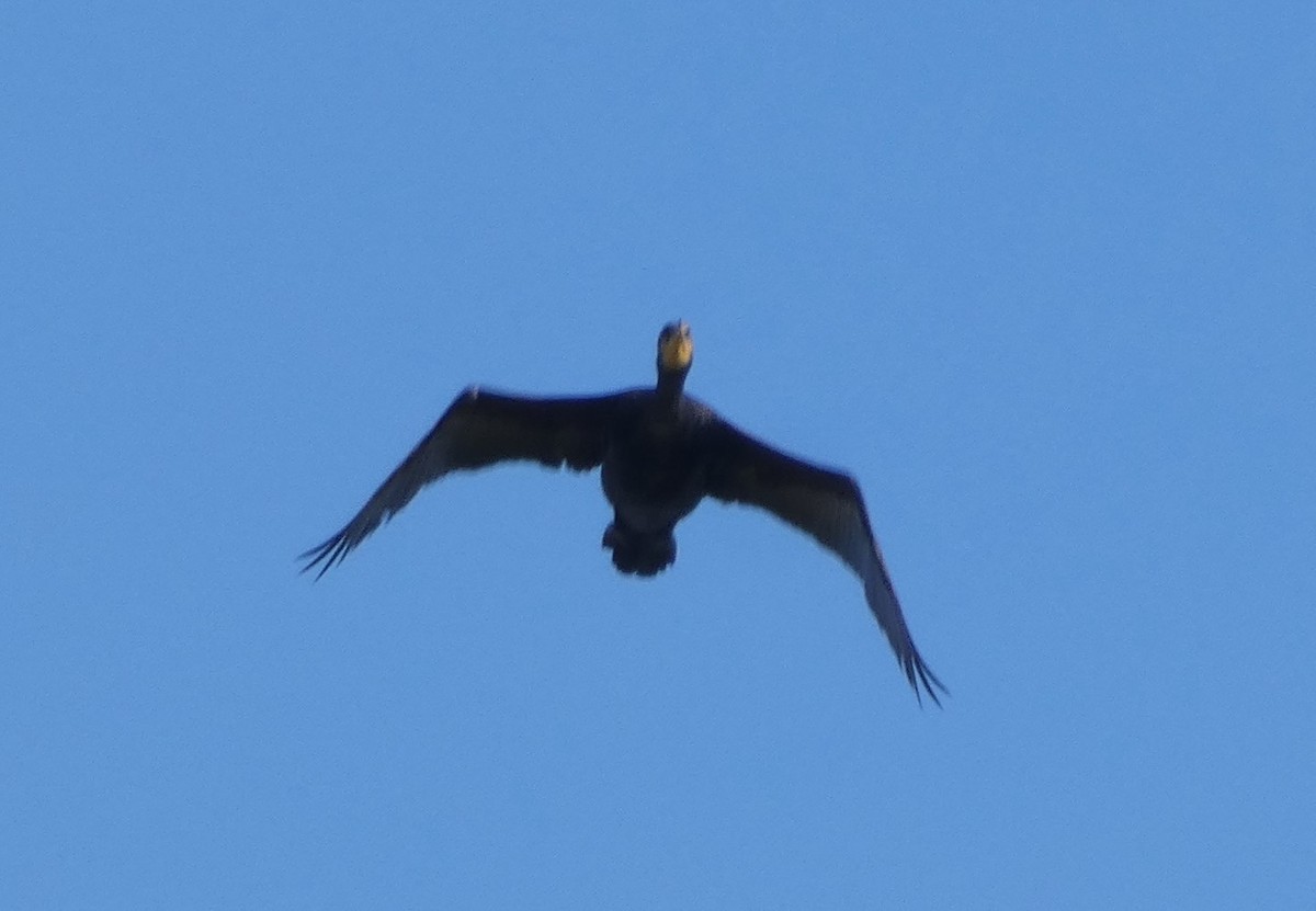 Double-crested Cormorant - ML623009332