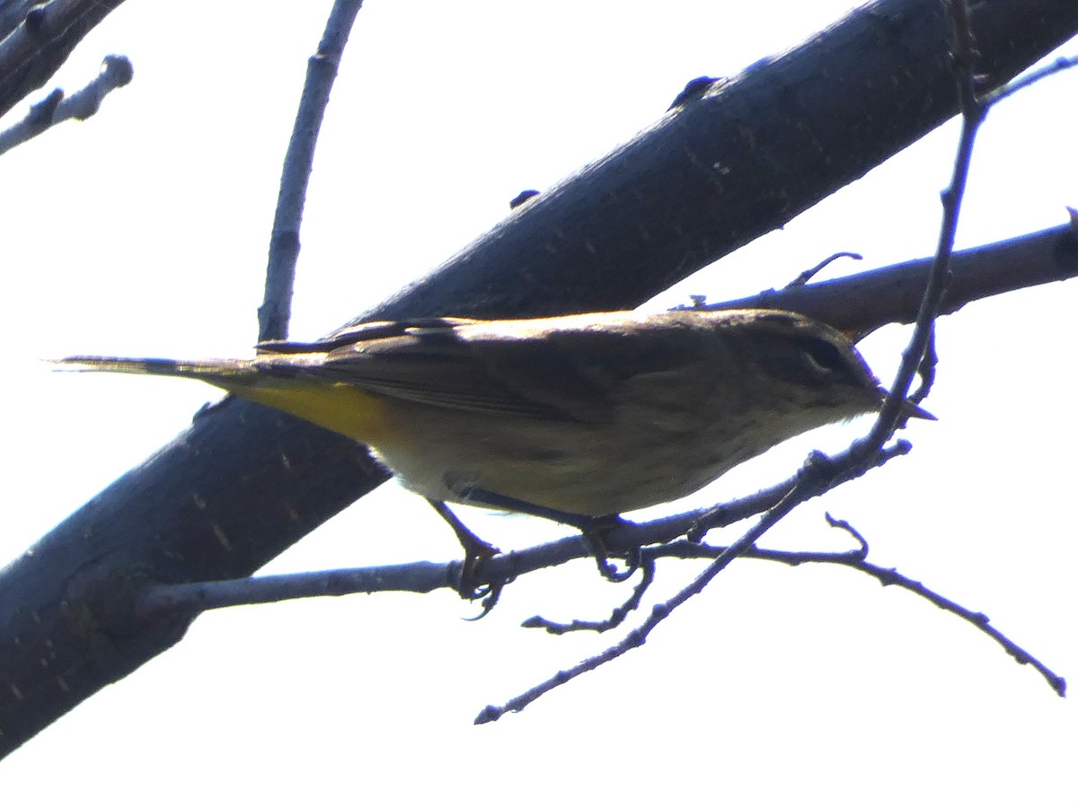 Palm Warbler - ML623009346