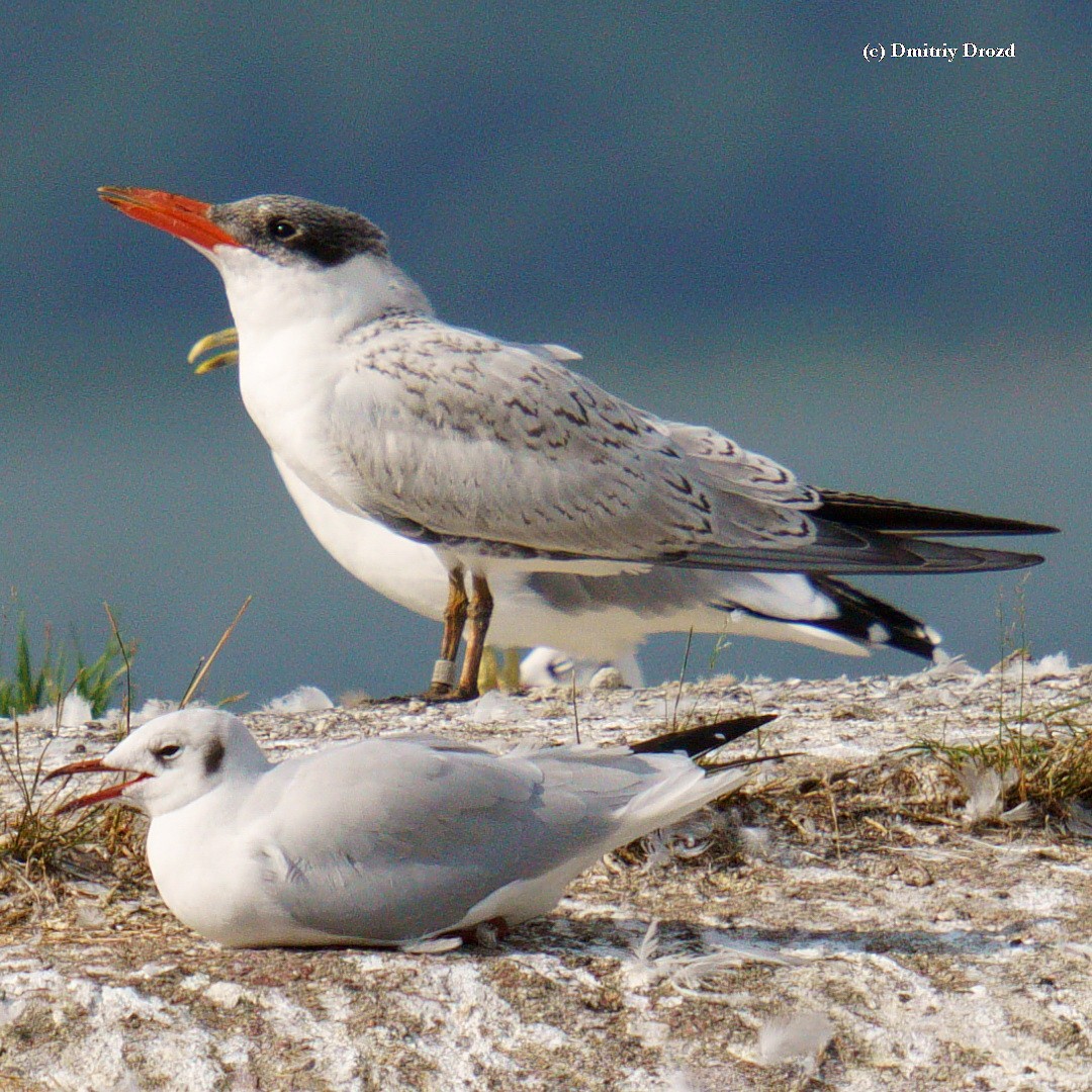 rybák velkozobý - ML623009363