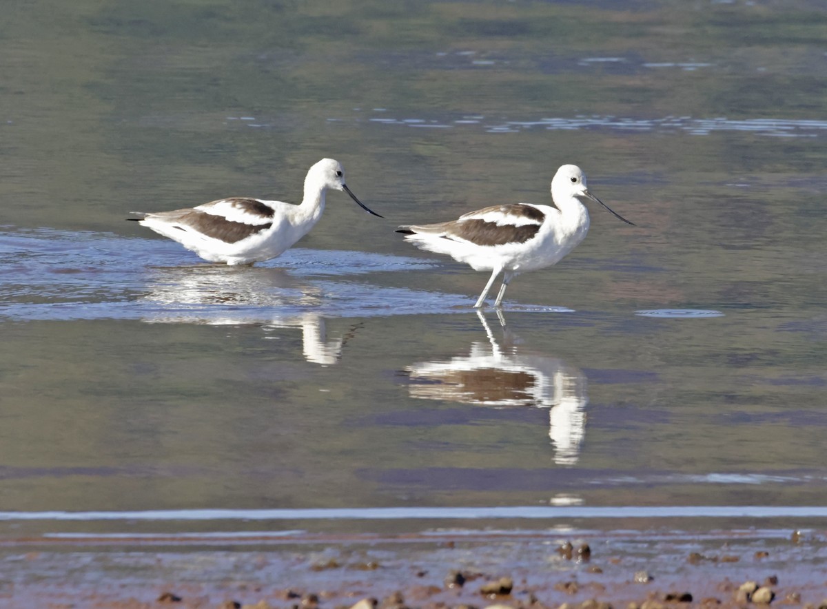 American Avocet - ML623009366