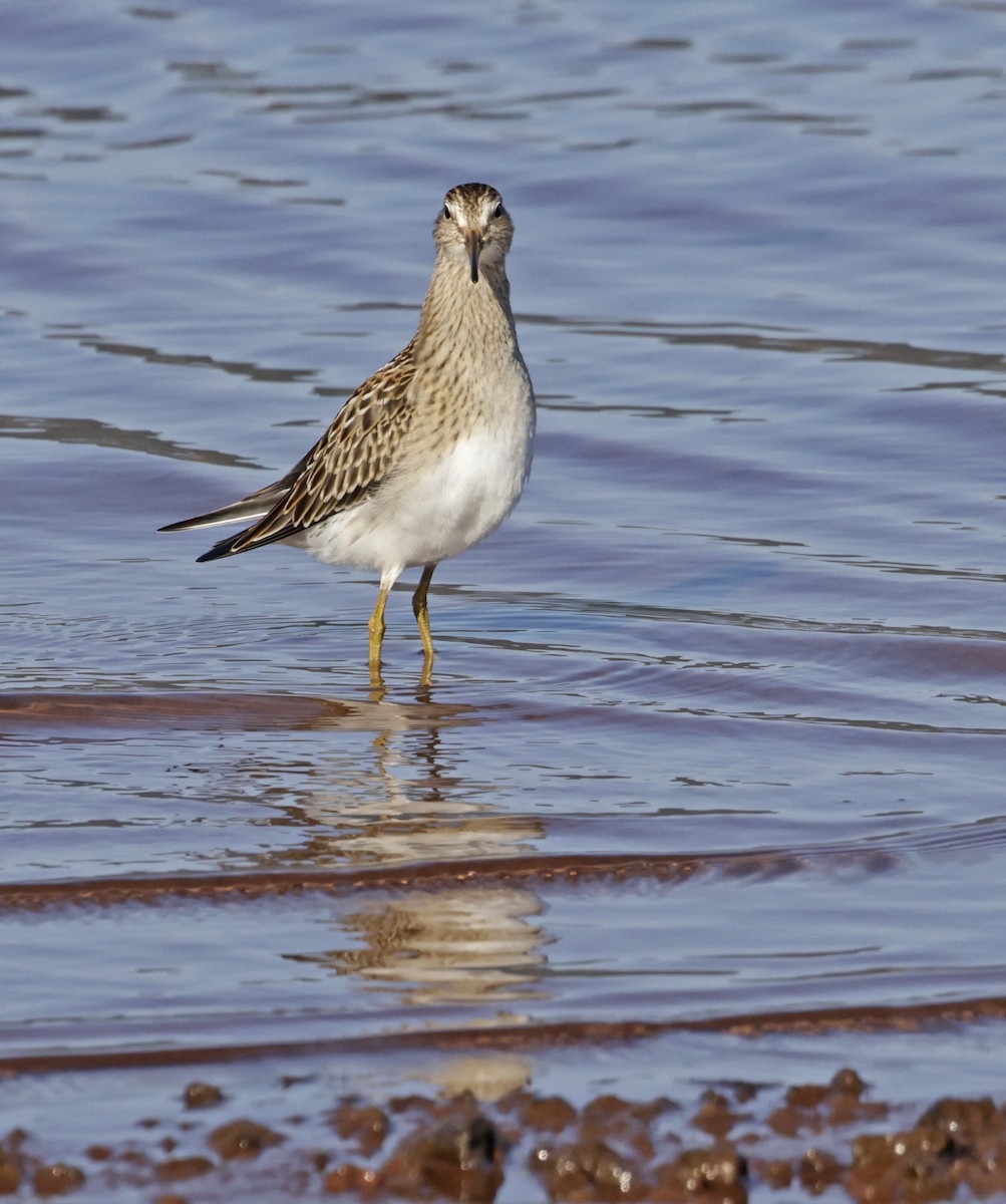 Pectoral Sandpiper - ML623009391