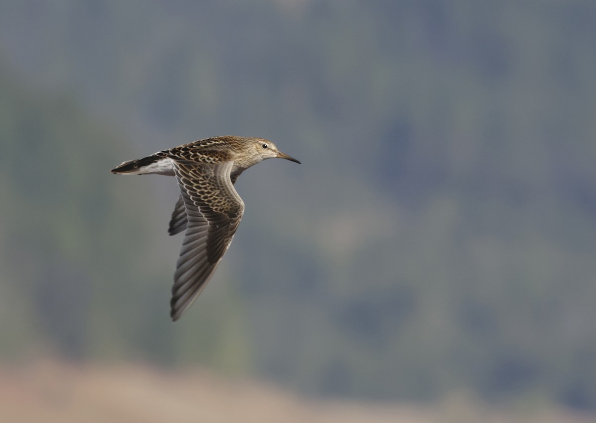 Pectoral Sandpiper - Norman Barrett