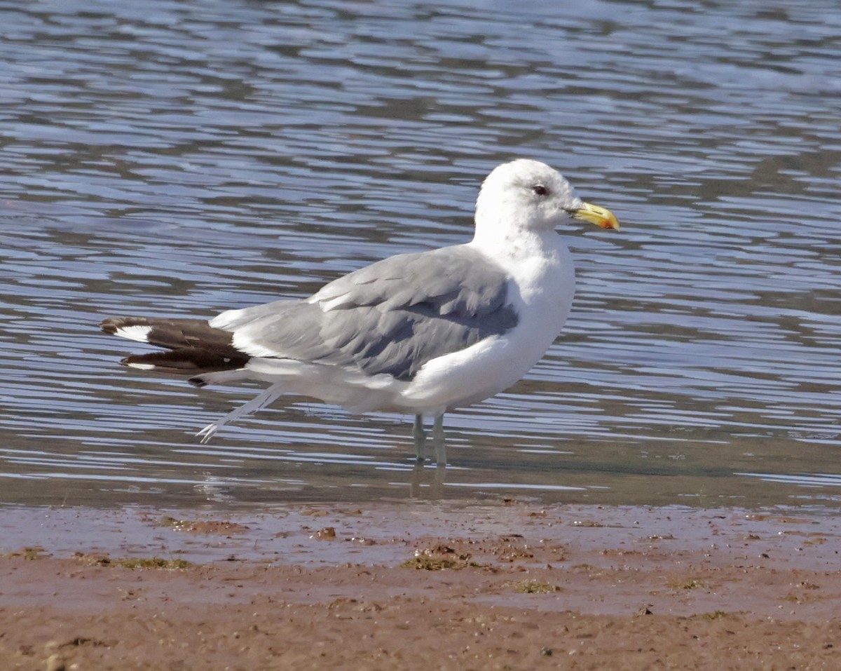 California Gull - ML623009400