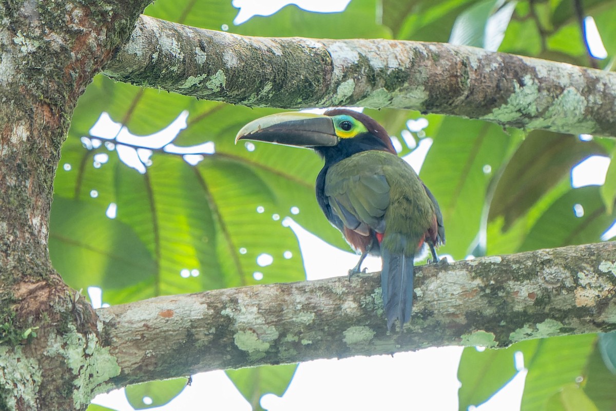 Toucanet à oreilles d'or - ML623009423