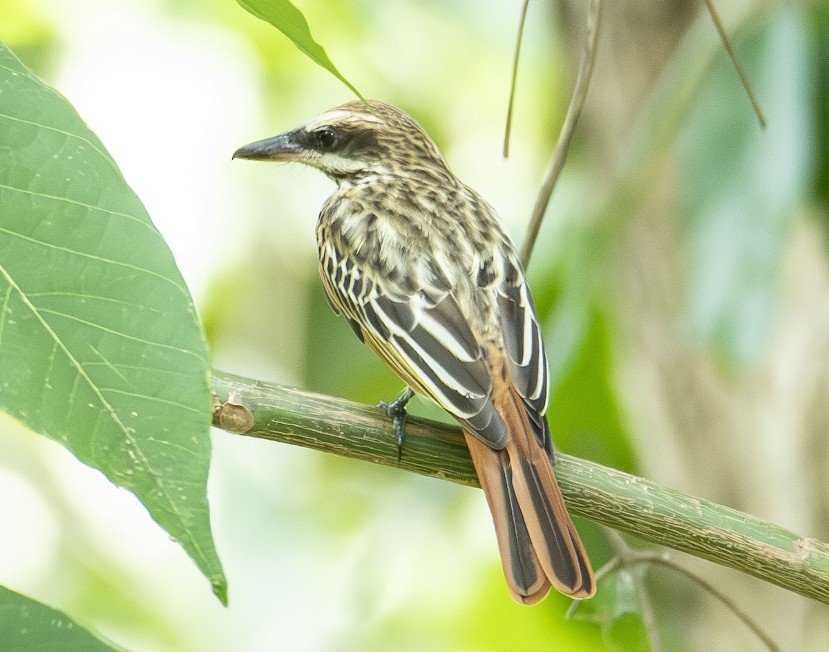 Streaked Flycatcher - ML623009513