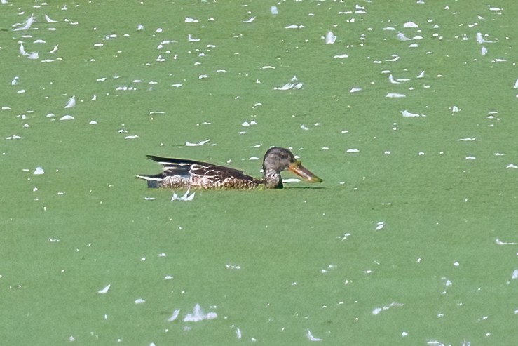 Northern Shoveler - ML623009535