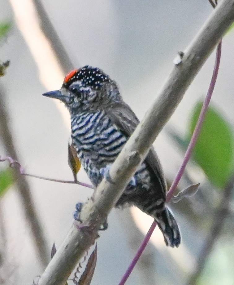 White-barred Piculet - ML623009594