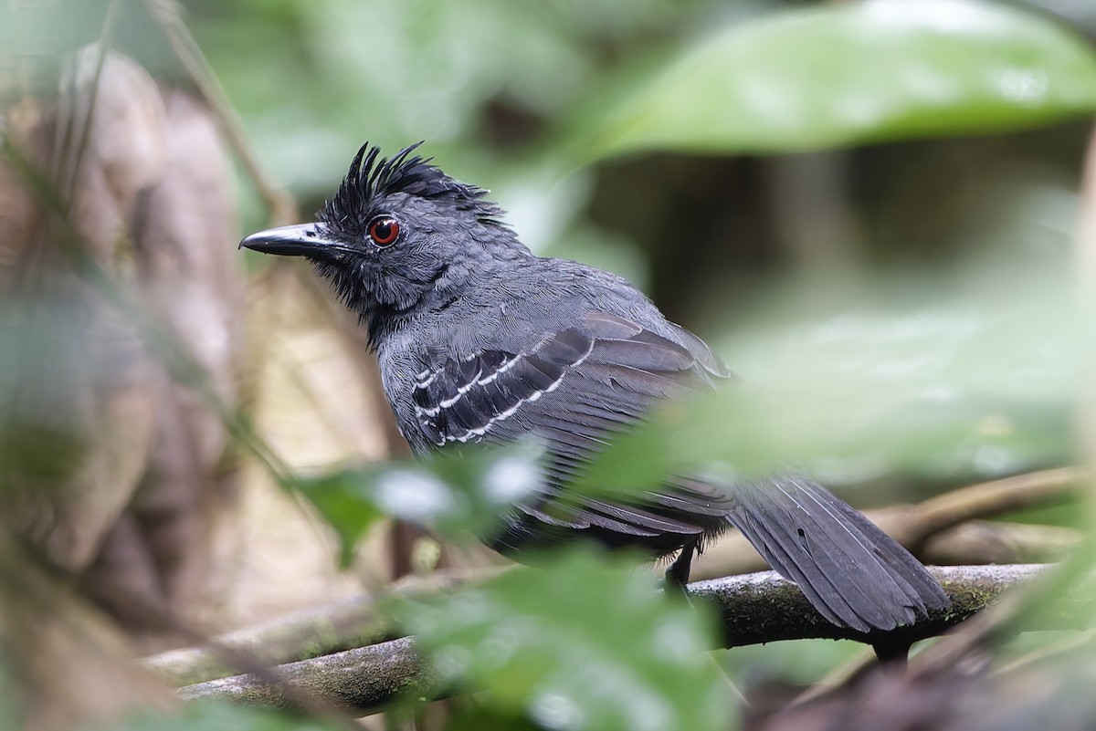 Black-headed Antbird - ML623009602