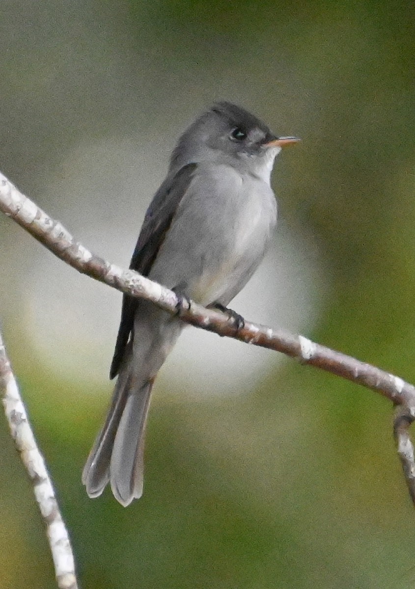 Southern Tropical Pewee - ML623009648