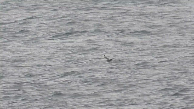 South Polar Skua - ML623009692