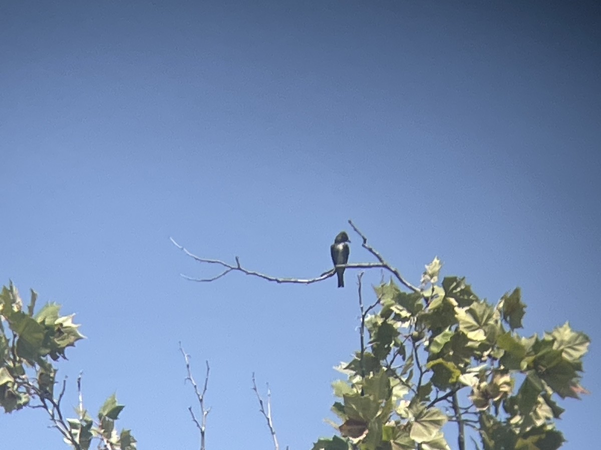 Olive-sided Flycatcher - ML623009772