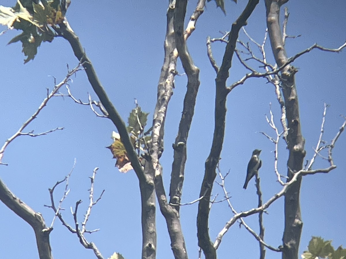 Olive-sided Flycatcher - ML623009773