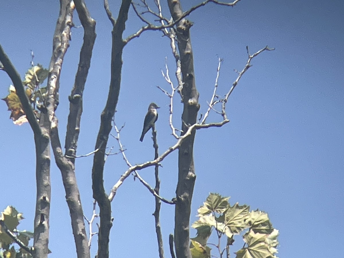 Olive-sided Flycatcher - ML623009774