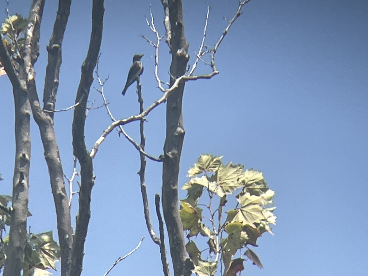 Olive-sided Flycatcher - ML623009775