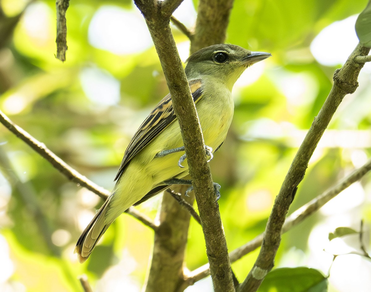 White-winged Becard - ML623009787