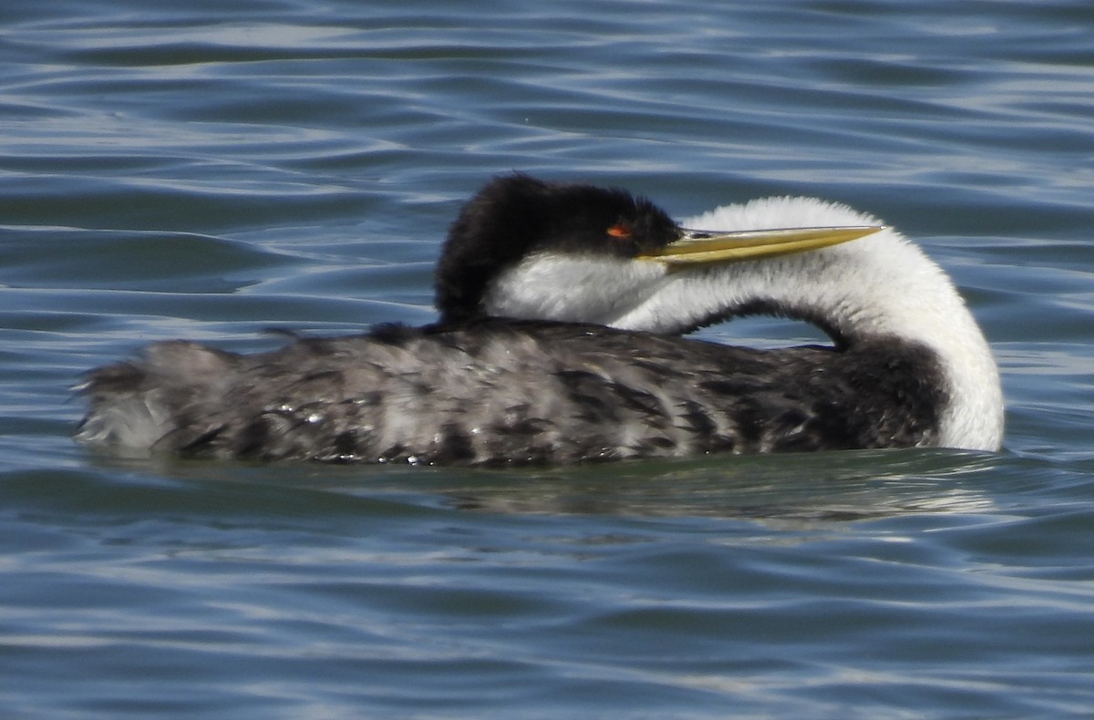Western Grebe - ML623009834