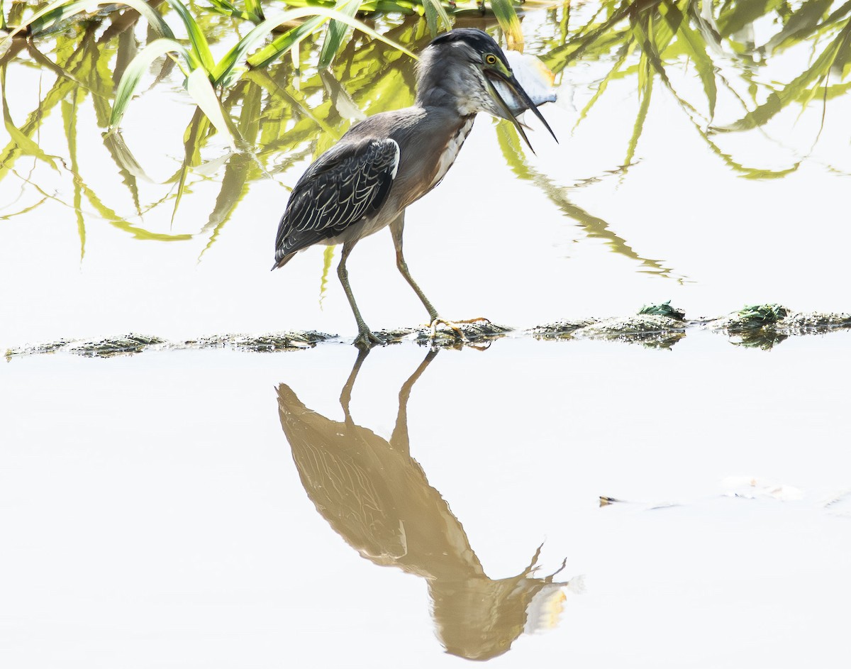 Striated Heron - ML623009856