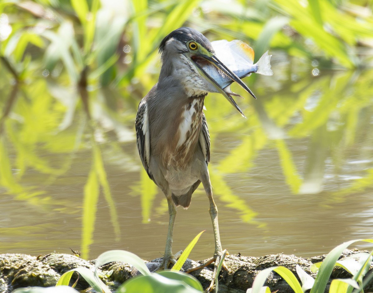 Striated Heron - ML623009861