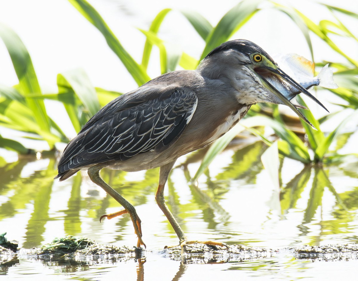 Striated Heron - ML623009863