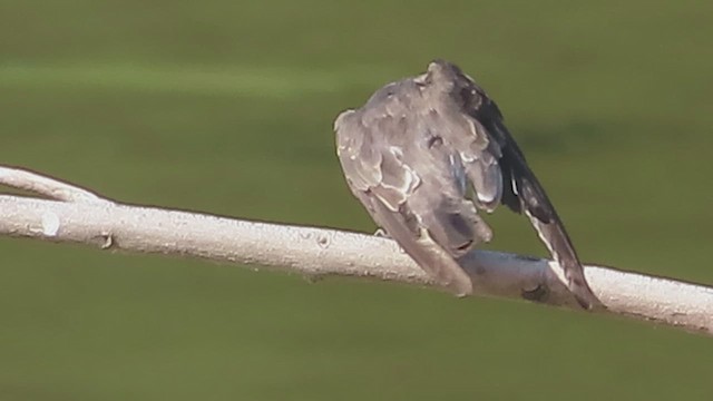 Northern Rough-winged Swallow - ML623009868