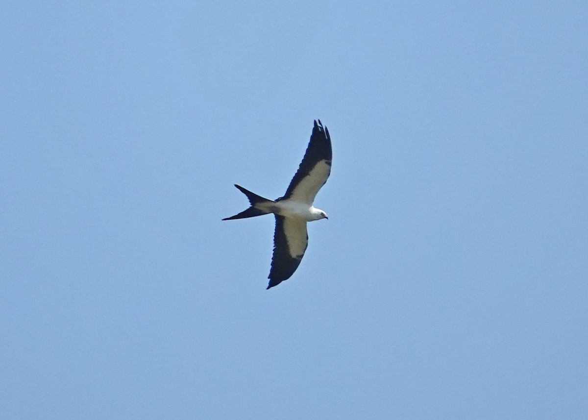 Swallow-tailed Kite - ML623009873