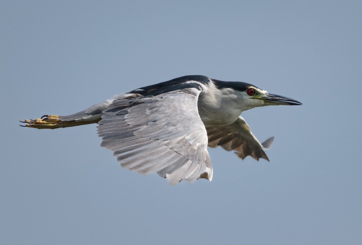 Black-crowned Night Heron - Michael Hochstetler