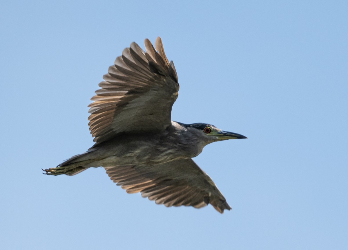 Black-crowned Night Heron - ML623009892