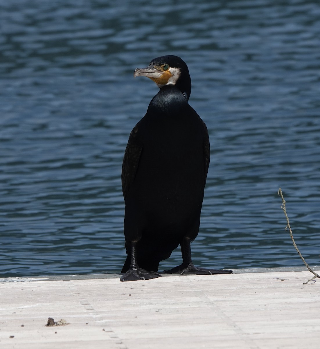 Great Cormorant - ML623009945