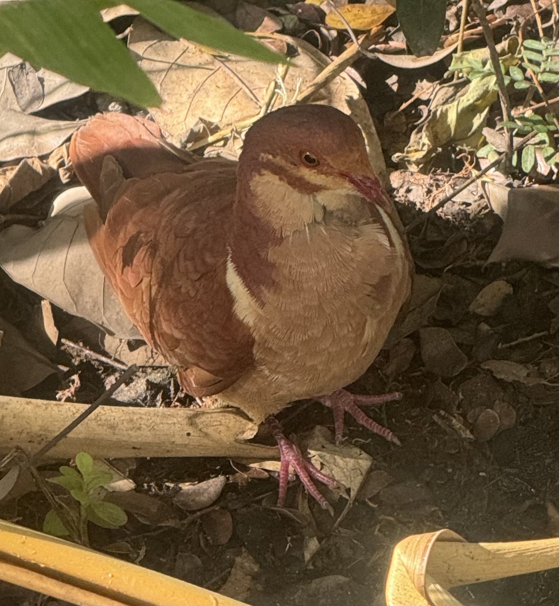 Ruddy Quail-Dove - ML623009980