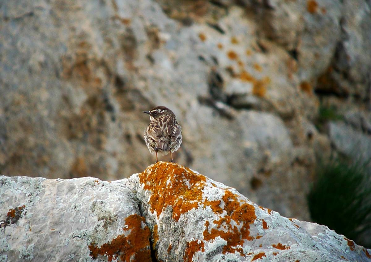 Radde's Accentor - ML623009985