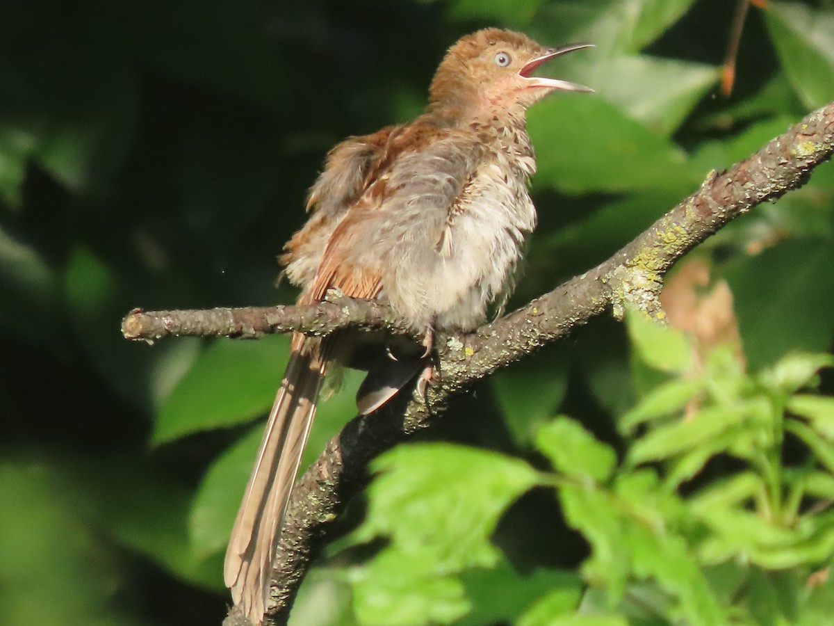 Brown Thrasher - ML623009992