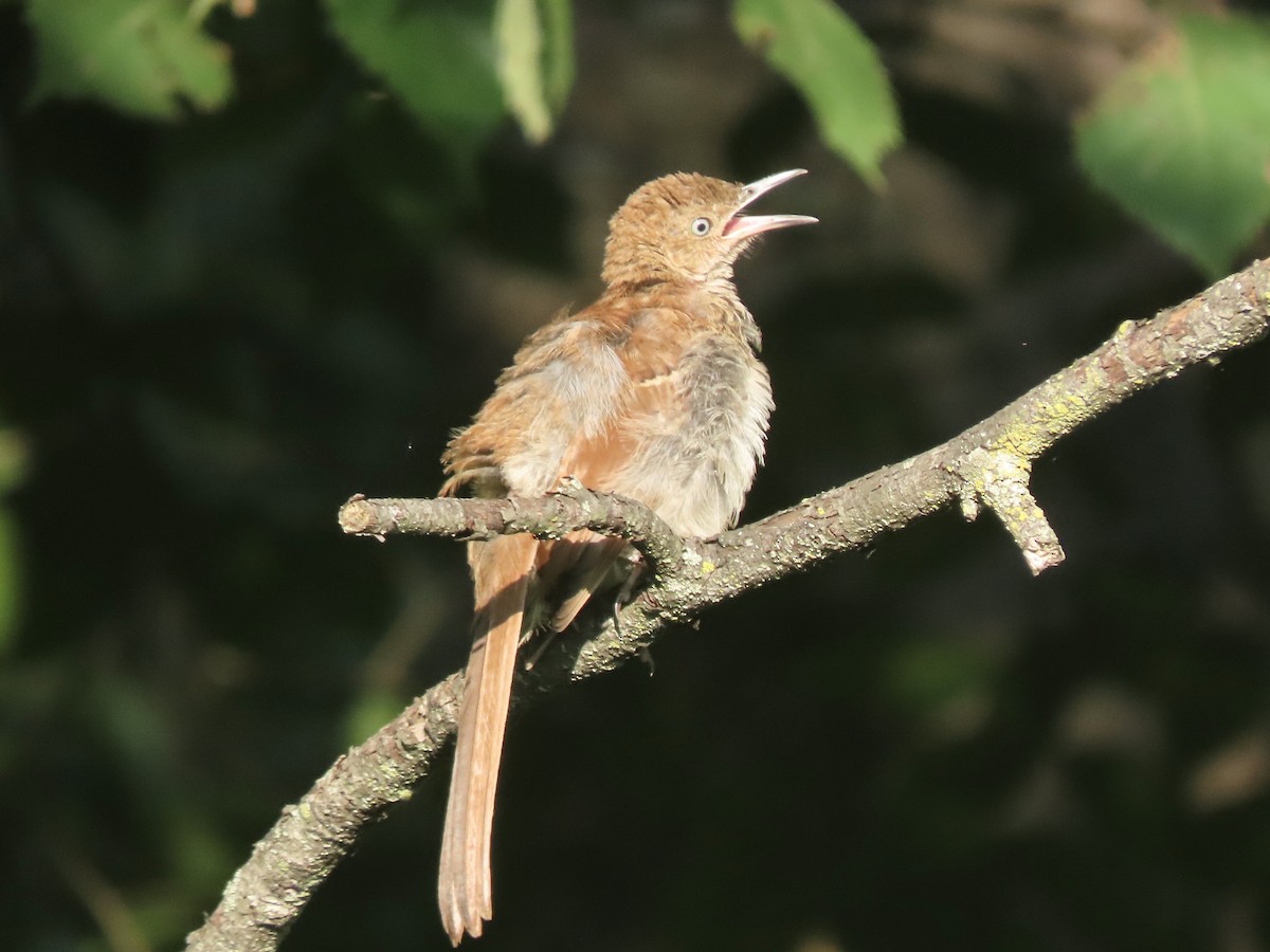 Brown Thrasher - ML623009995