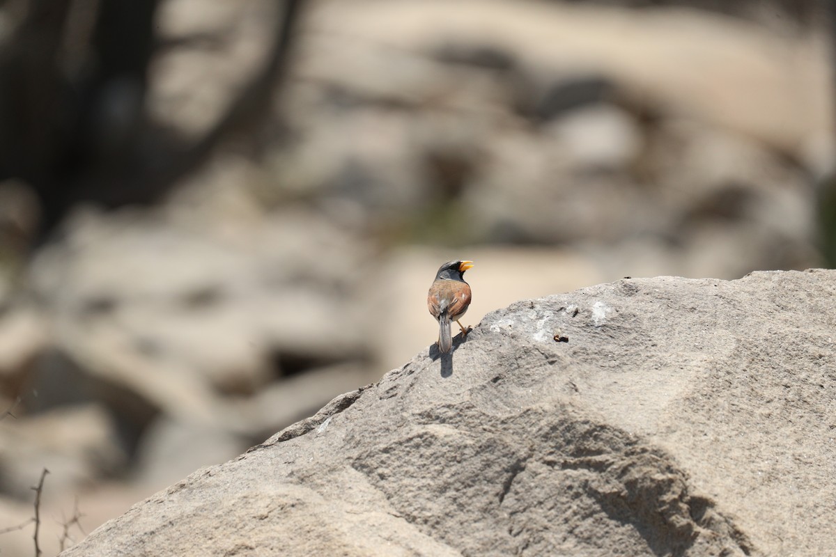 Great Inca-Finch - Marcelo Quipo