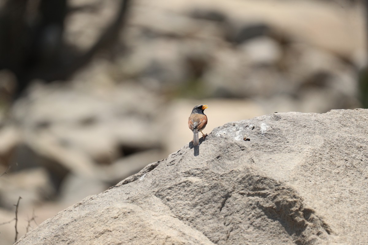 Great Inca-Finch - ML623010032