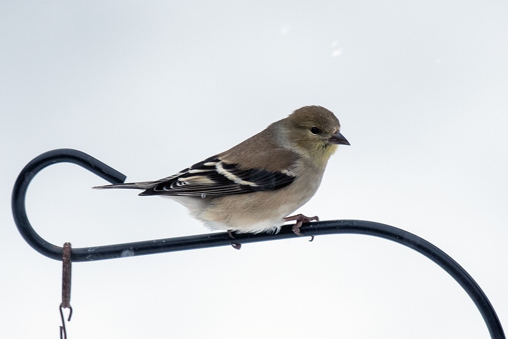 American Goldfinch - ML623010040