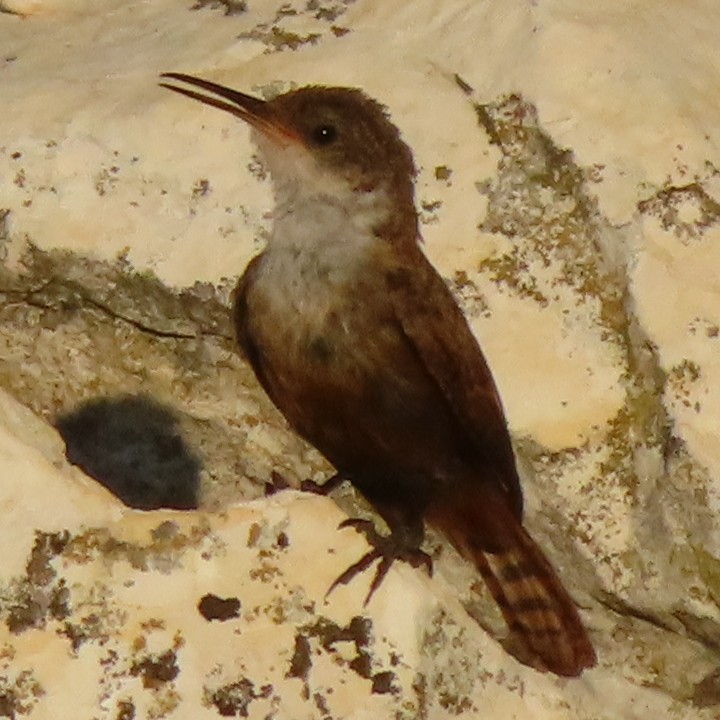 Canyon Wren - ML623010087