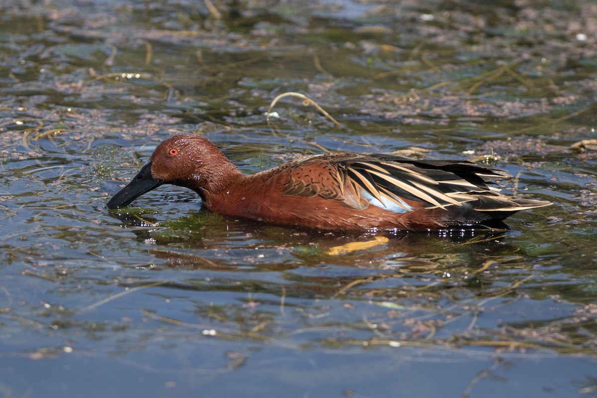 Cinnamon Teal - ML623010090