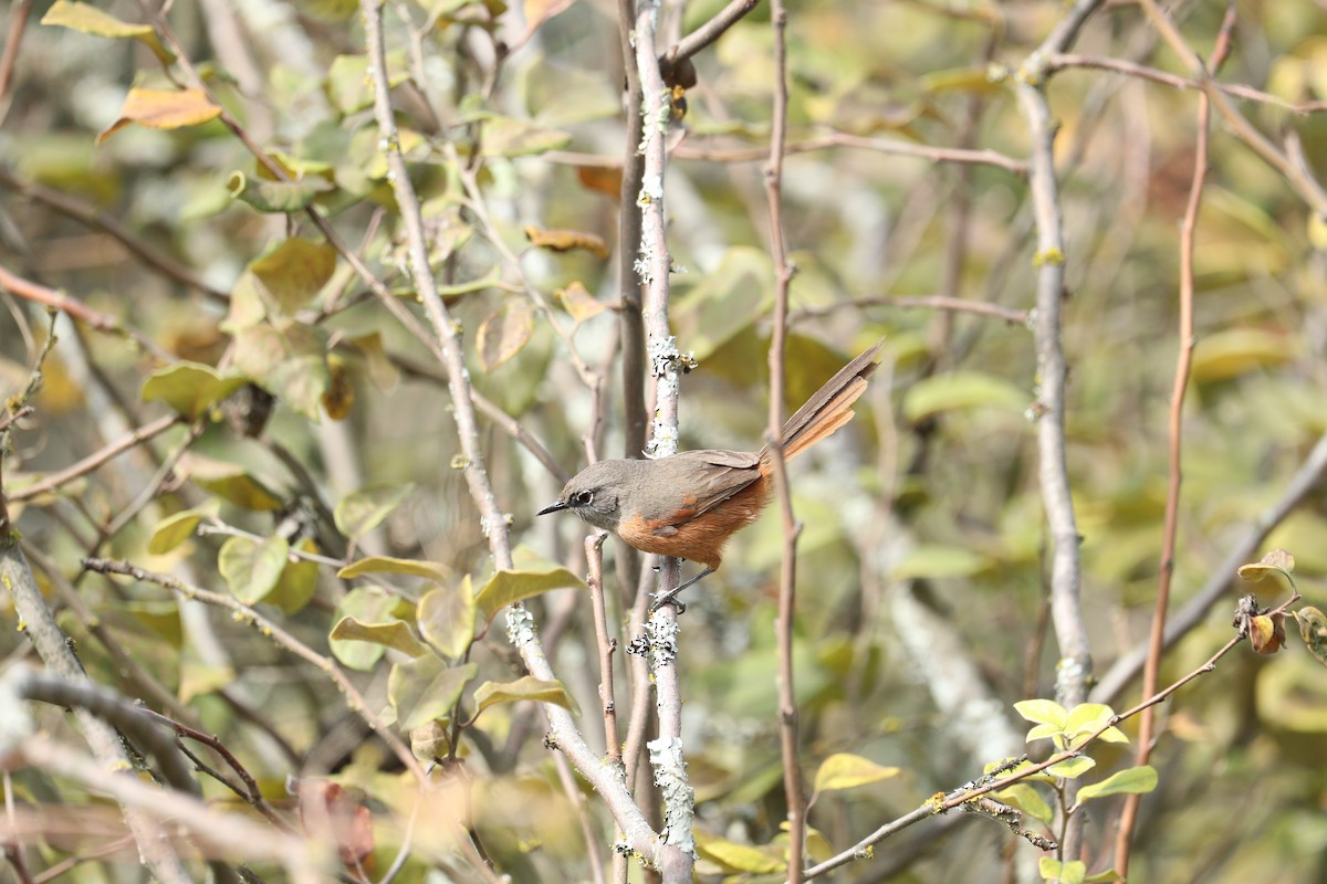 Russet-bellied Spinetail - ML623010106