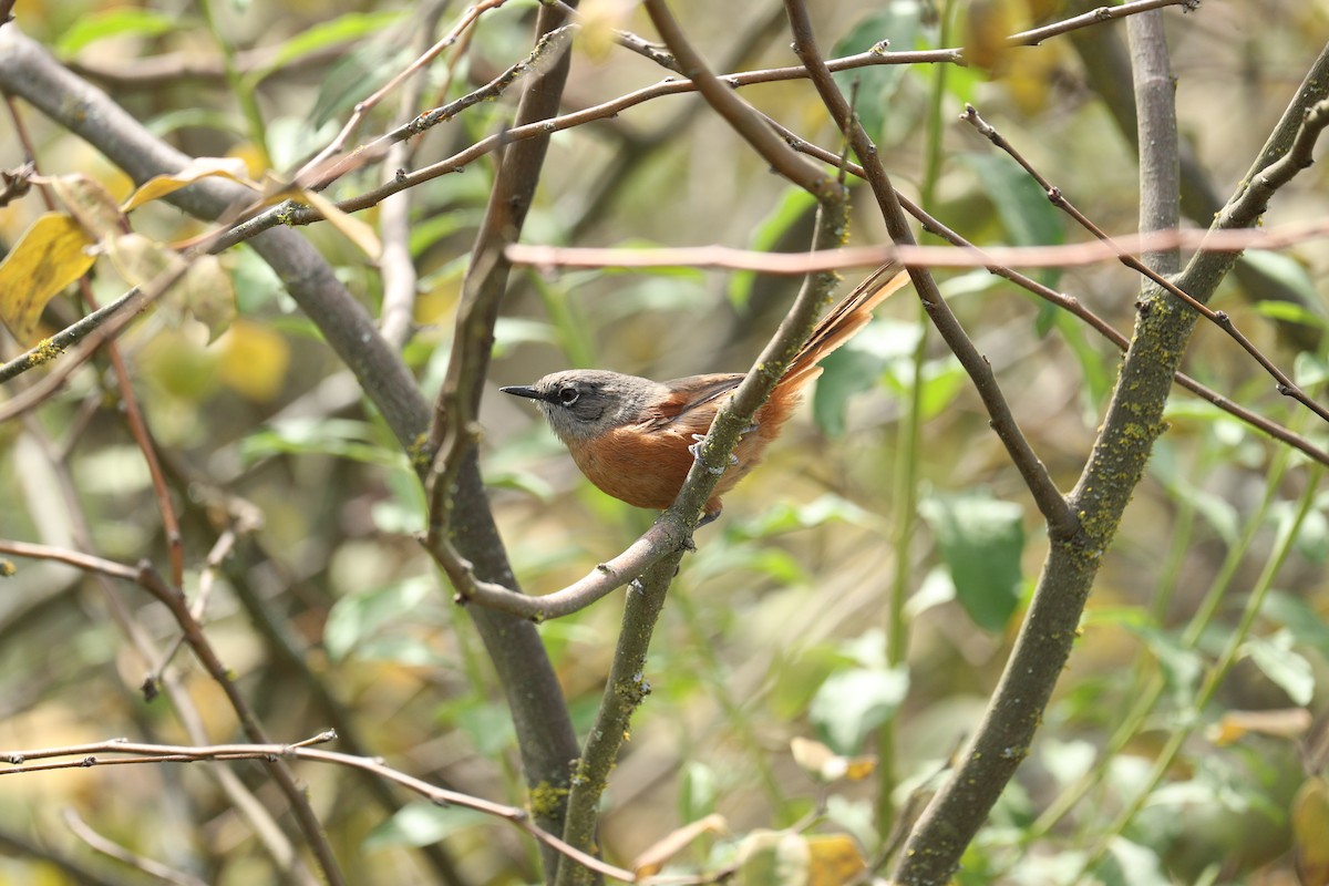 Russet-bellied Spinetail - ML623010108