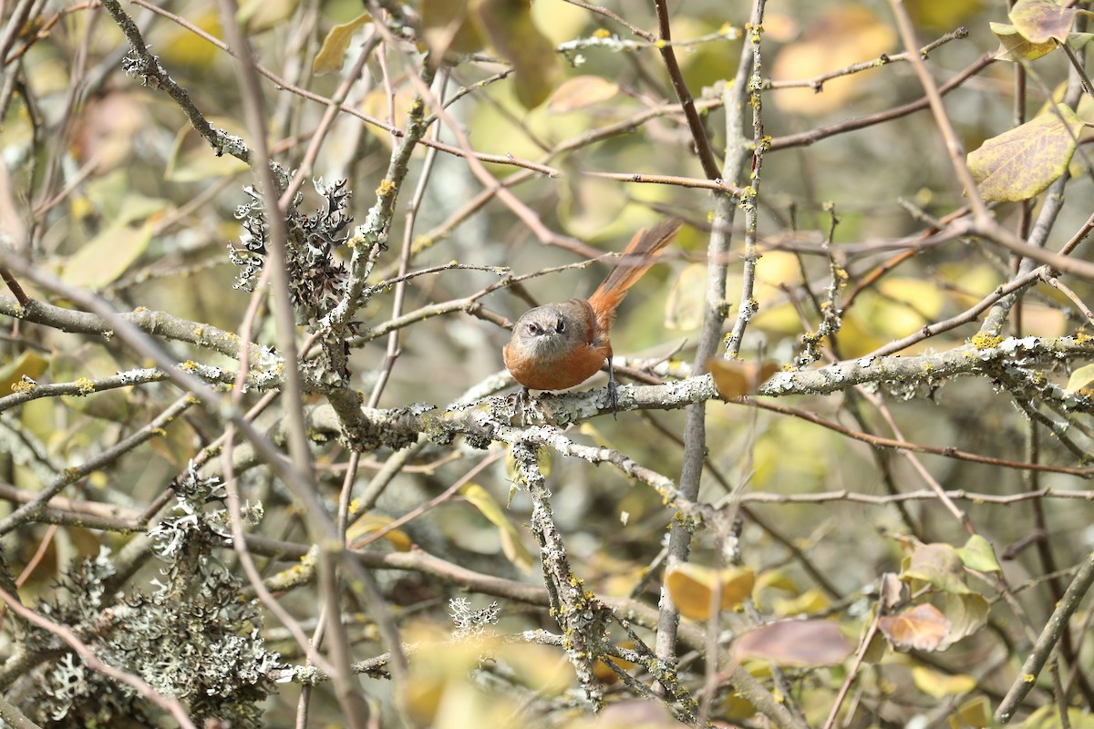 Russet-bellied Spinetail - ML623010109